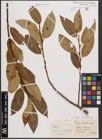 Foto von Salix fragilis L. x Salix pentandra L.